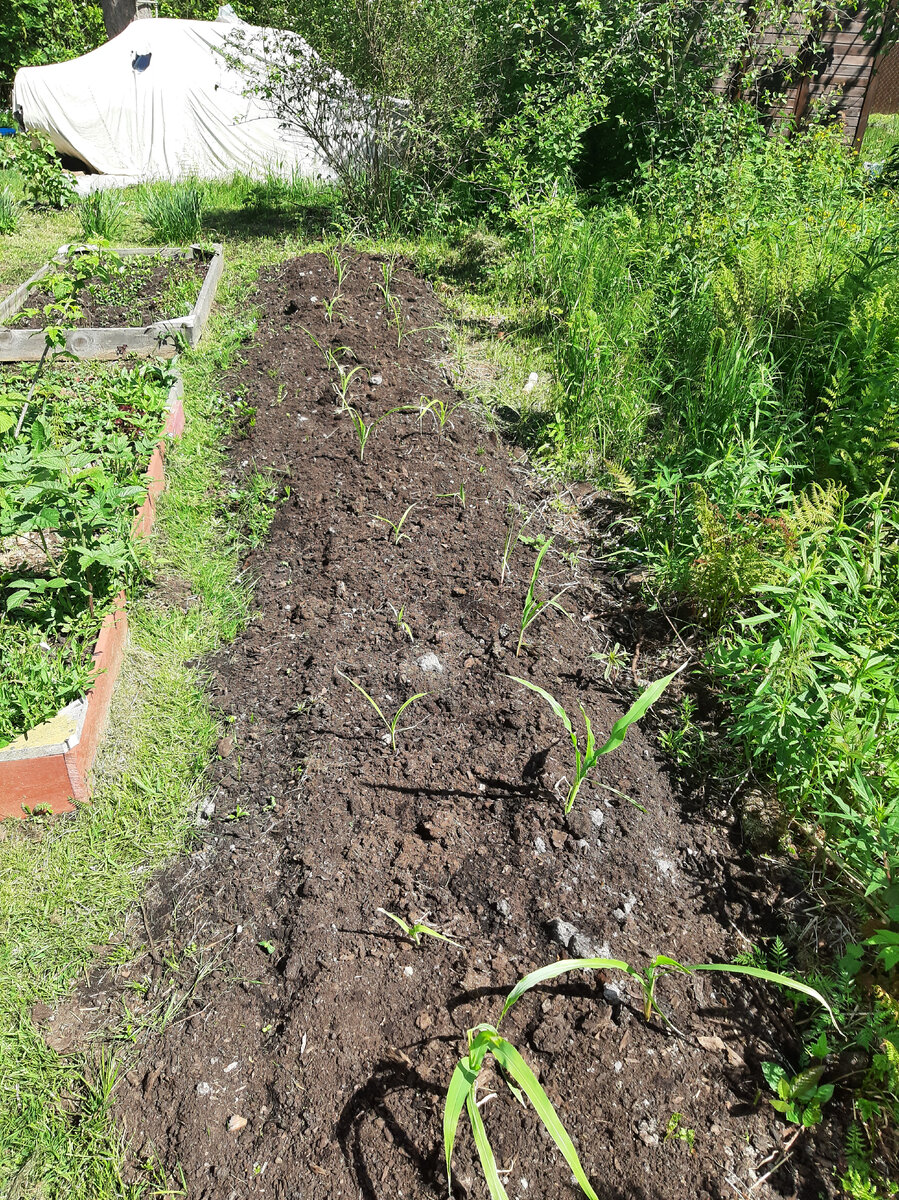 Через 3 дня после высадки в открытый грунт. 