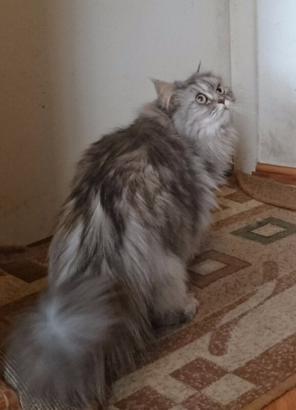 Кошка, на момент пропажи