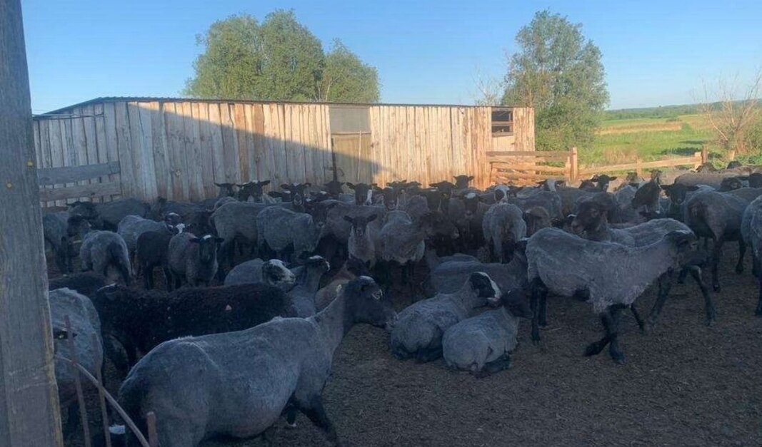 Романовские ярки 