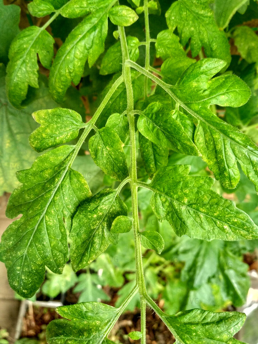 Фото клеща на розе не нашла, но признаки поражения одинаковы что на цветах, что на помидорах или огурцах: мелкие пятна – следы от "укусов" на верхней стороне листа. Постепенно их становится все больше, и листья засыхают.