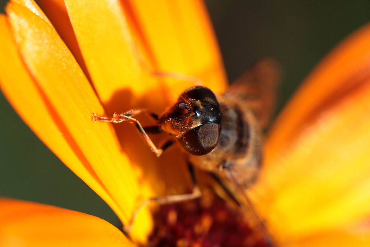 Одна из первых моих работ на Canon 600d и canon macro 60mm