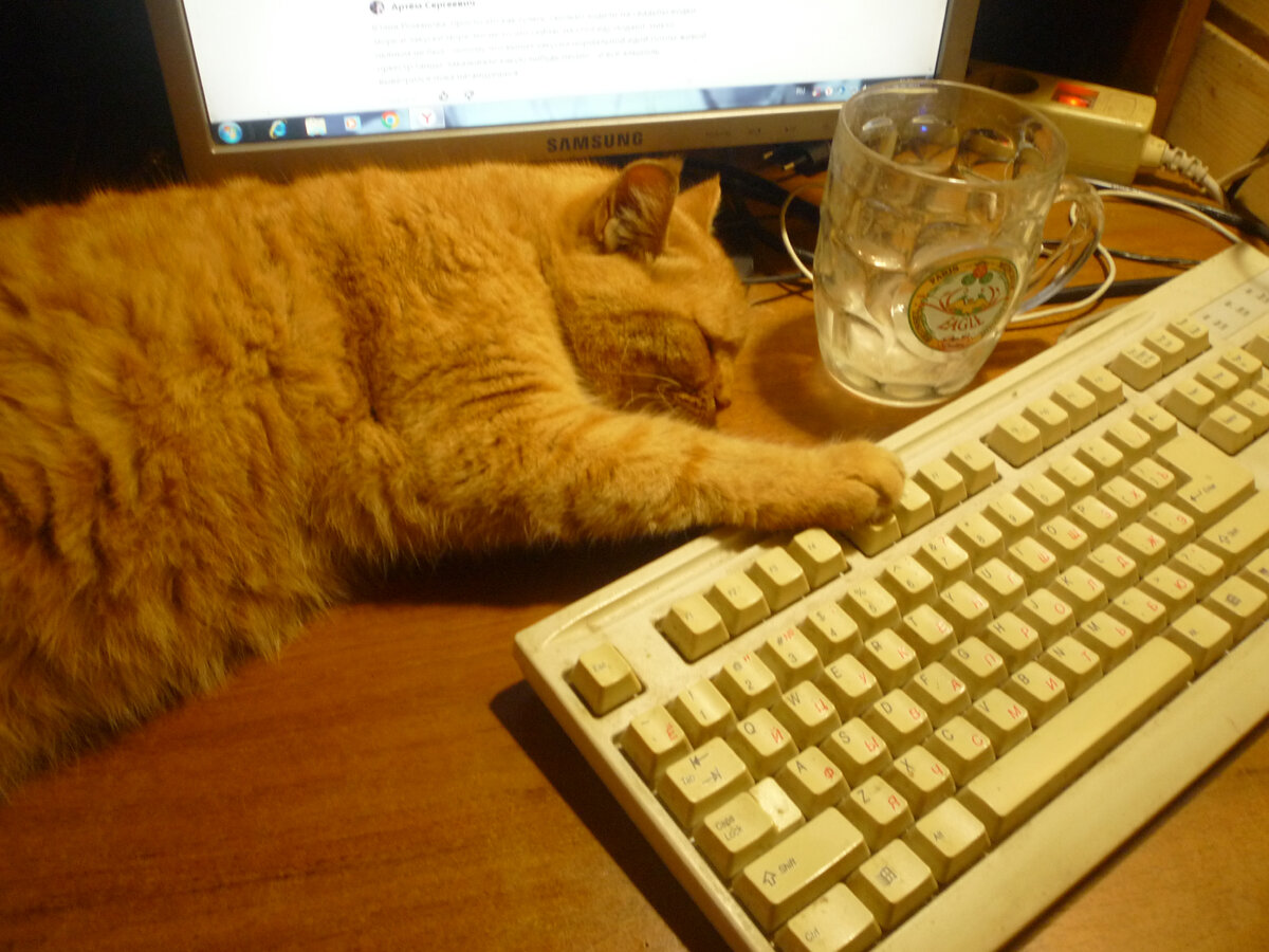 Моя кошка. Фото автора