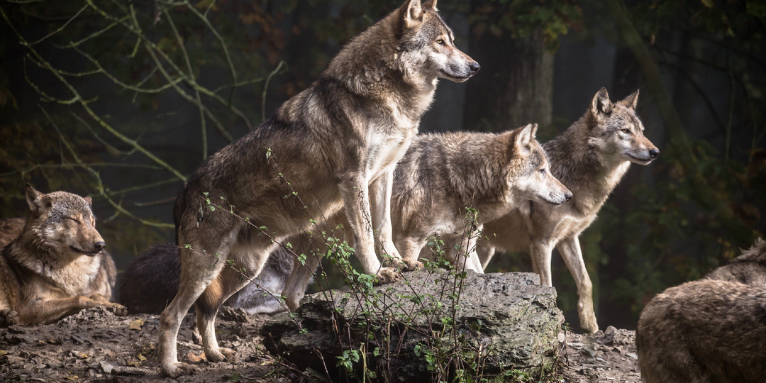 Волки во мне