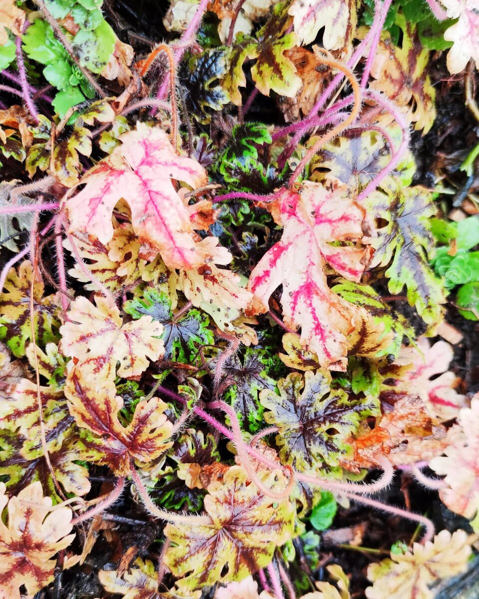 Тиарелла с розовыми прожилками 