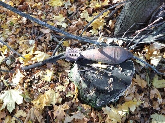     Фото: ГУ МЧС России по Курской области