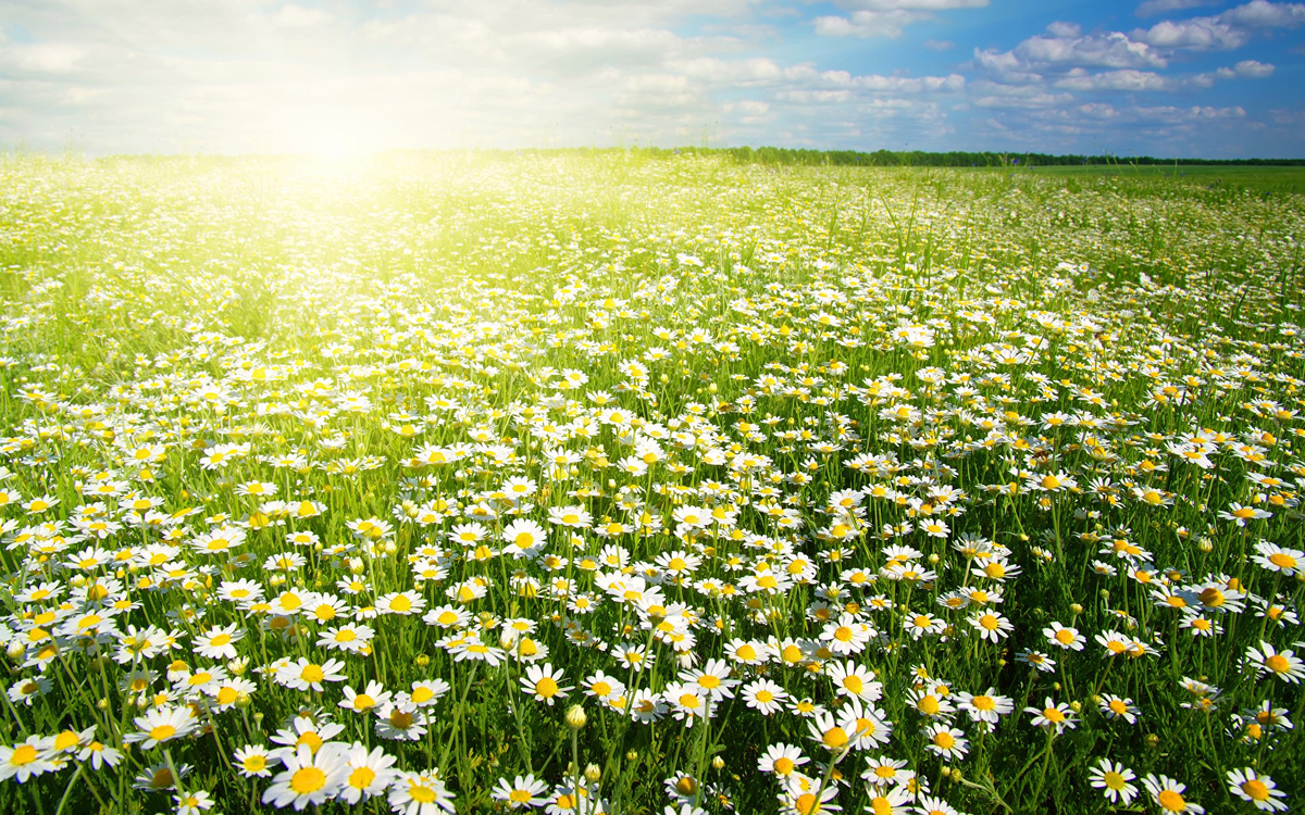 Поле ромашек