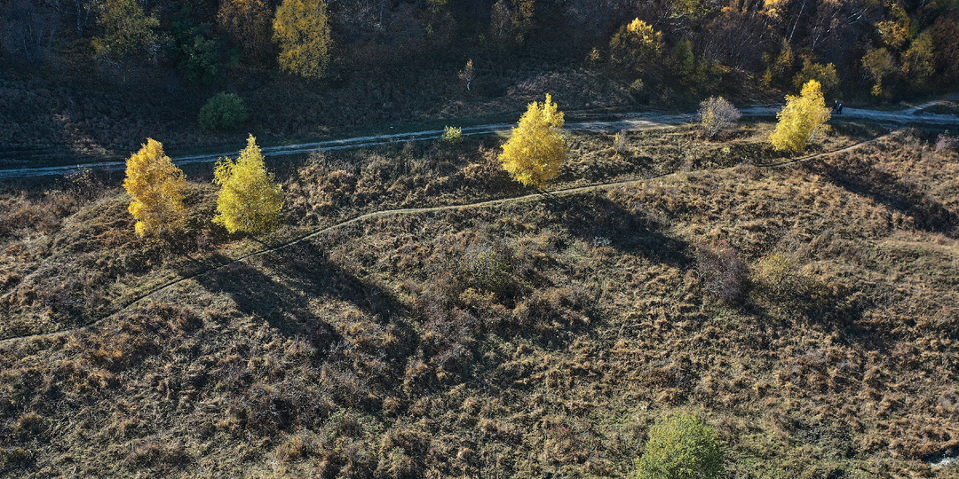 День рождения леса.