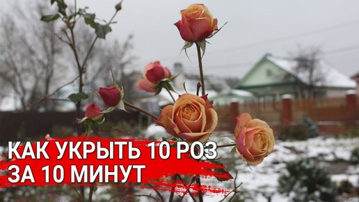 Как укрыть 10 роз за 10 минут .