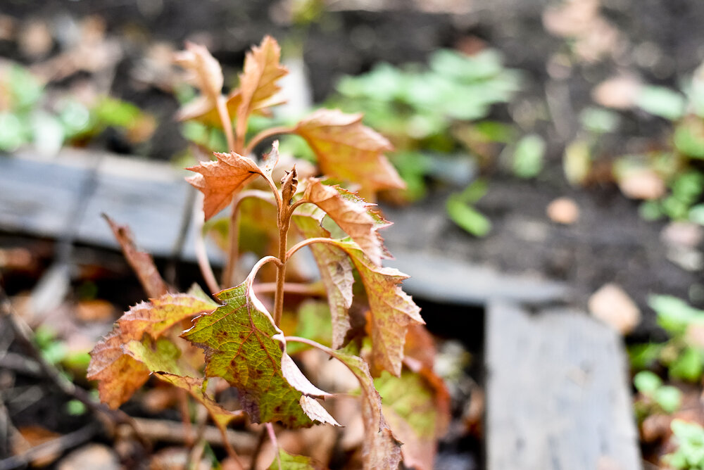 Дуболистная гортензия. Не в самом лучшем виде. Но прижилась! Удобрила её. Надо бы в следующем сезоне повнимательнее к ней отнестись в плане соседства сорняков.