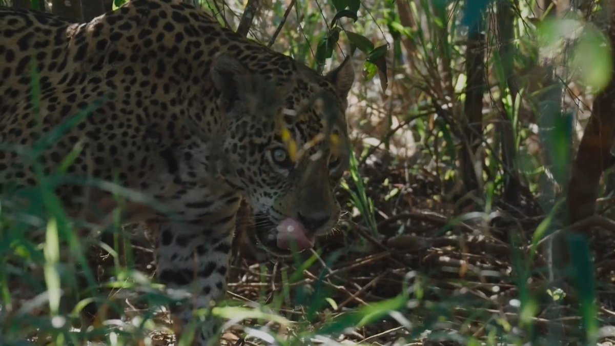 Южноамериканский ягуар