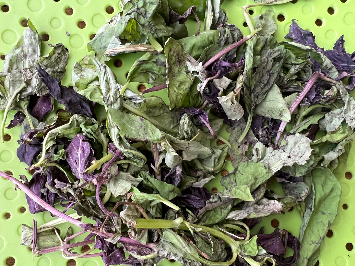 Фото автора. Базилик у меня фиолетовый и зеленый. Каждый обладает своим специфическим ароматом