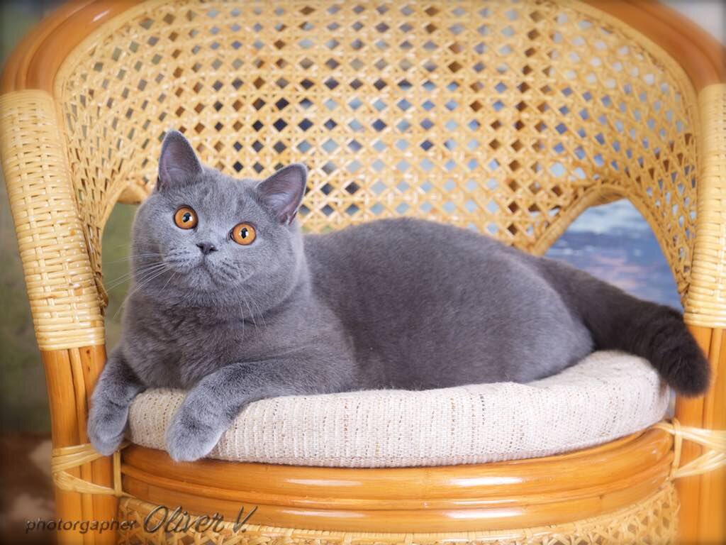 Голубая британская кошка Galatea High Class*RU из питомника gala-cat.ru 
