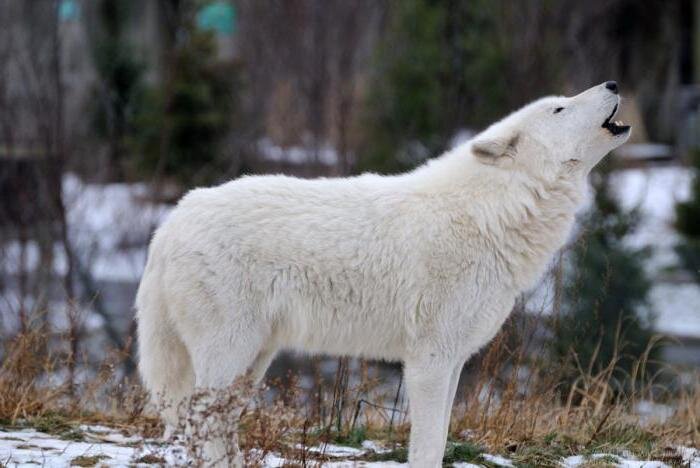 Где обитают самые крупные волки в России | Охота и дикий мир | Дзен