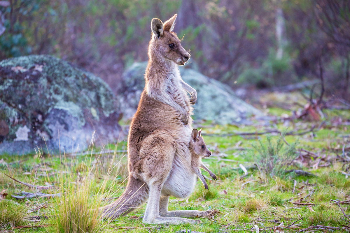 Фото кенгуру с детенышем в сумке из австралии