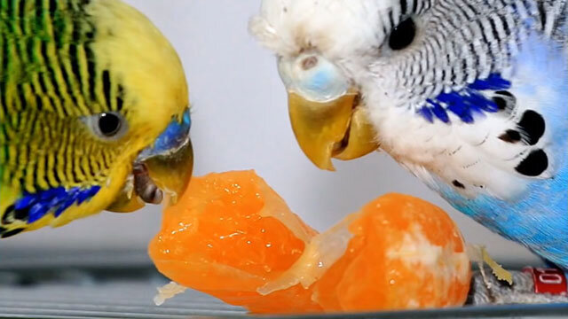 Источник фото: forbirdsonlyny.com