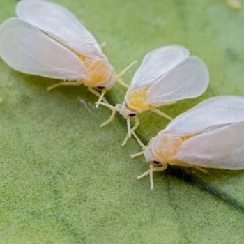 Характерные признаки - белые крылья и желтоватое тело, фото https://yandex.ru/images/