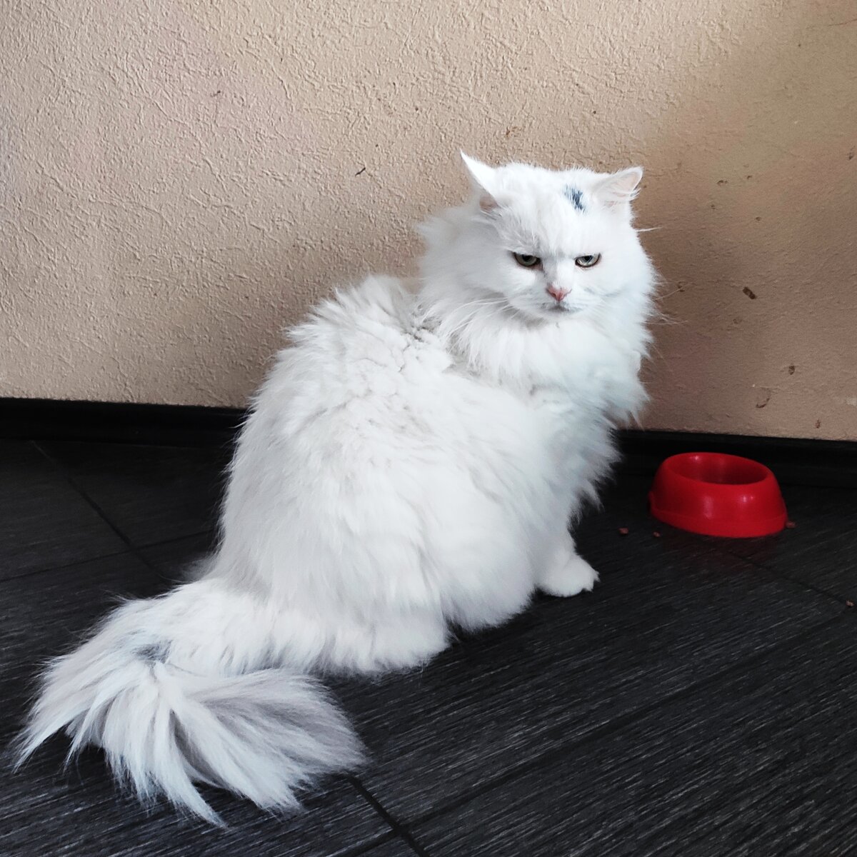 Кот у миски с едой 