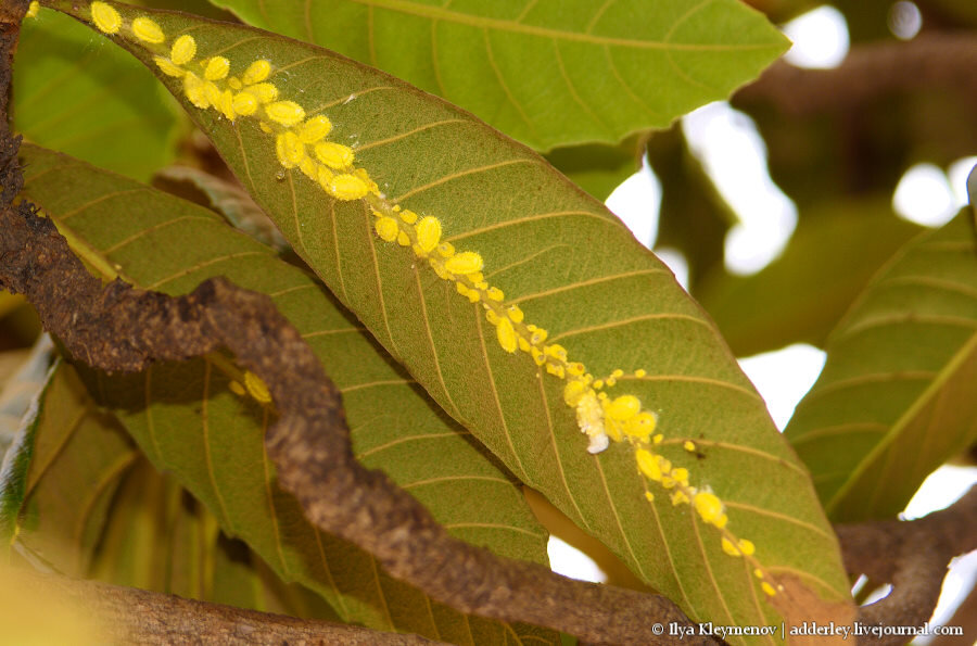 2. На тыльной стороне листа в изобилии расплодились червецы (Coccidae).

