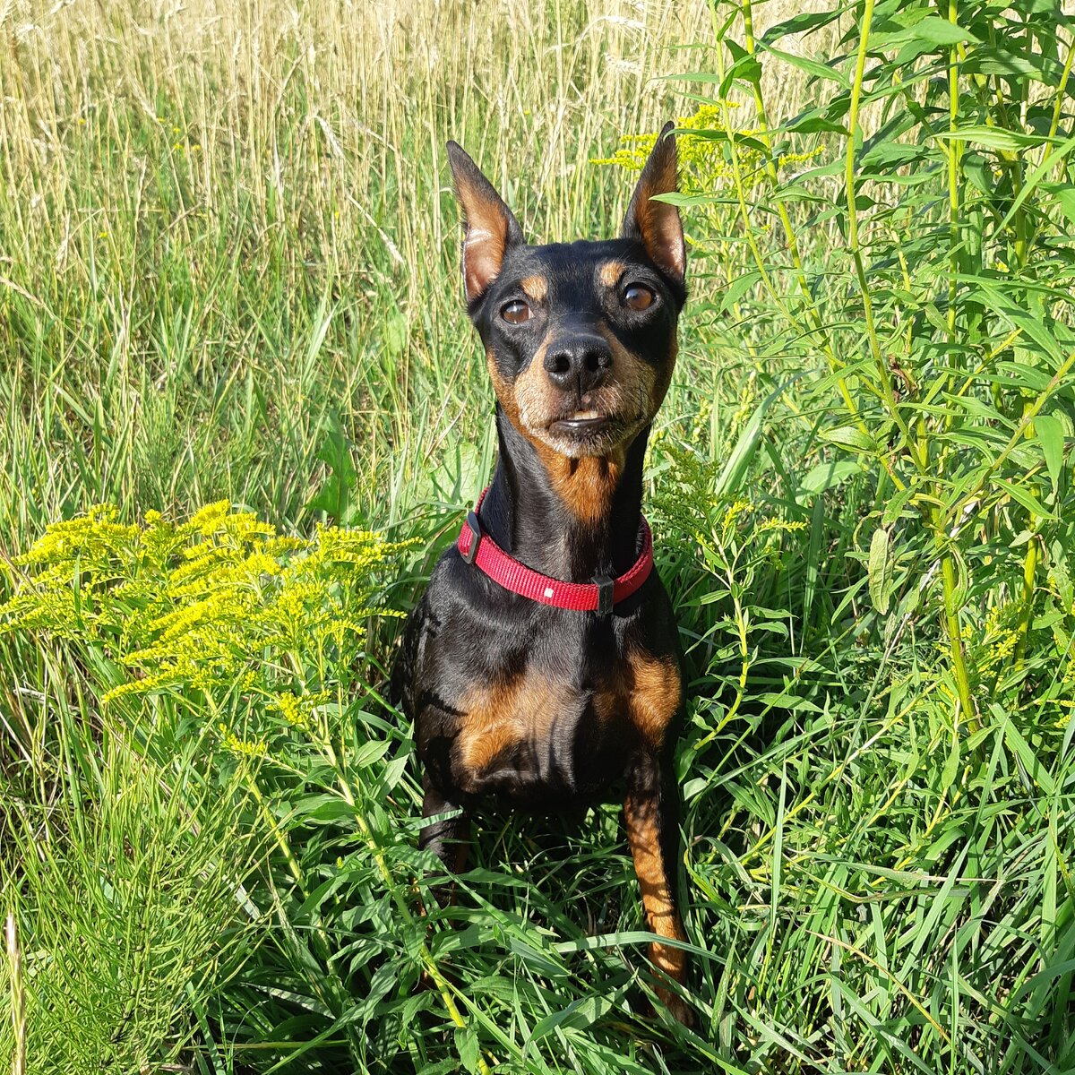 Кален Шоколадный Блюз Эвита, цвергпинчер
