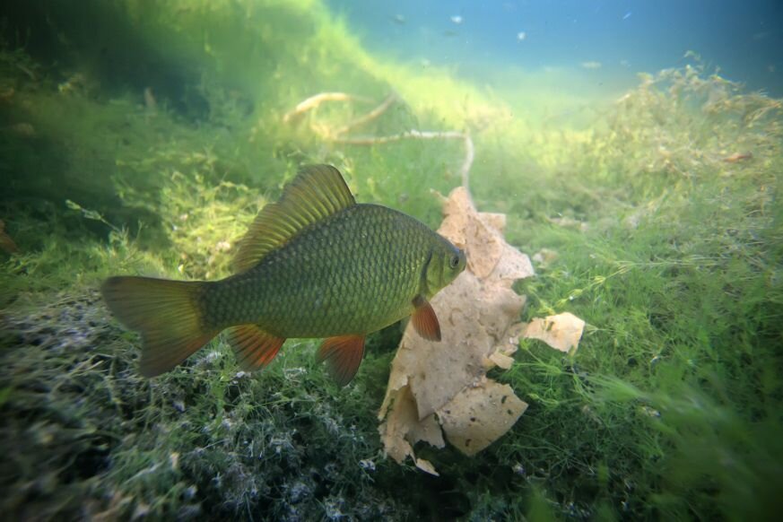Carassius auratus серебряный карась. в каких водоемах обитают караси. горбатый карась. речной карась буффало. карп и красноперка.