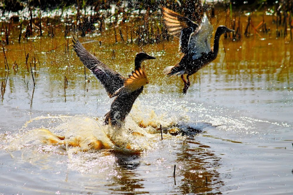 Солнечные брызги. Фото пользователя сайта hunting.ru Sibiriak https://www.hunting.ru/gallery/view/162736/