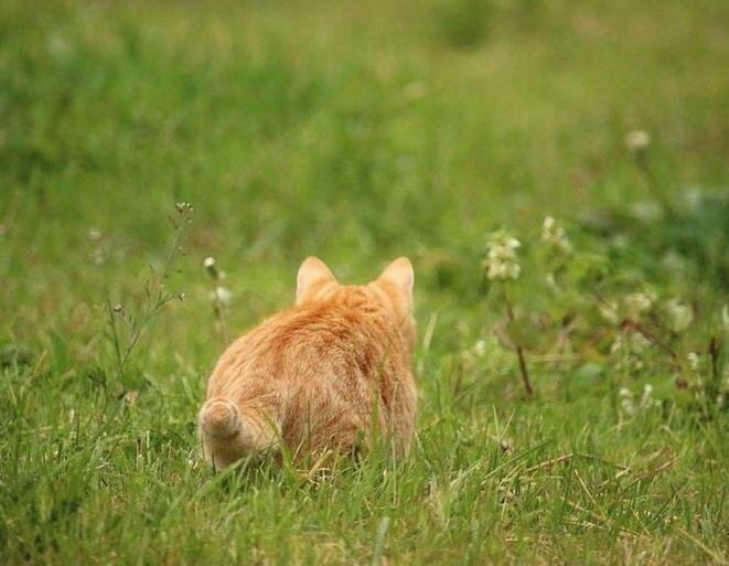 кот поведение