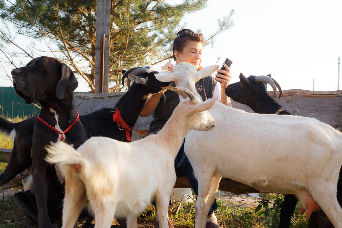 Теперь все хотят смартфон, только Тоша делает вид «Я не при делах и по-прежнему требую баранки и почесать пузо!»