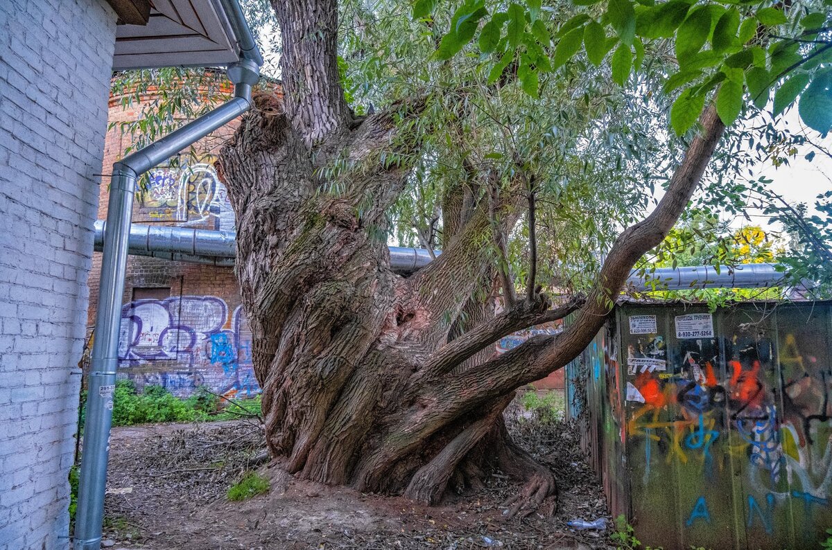 Древние деревья в Нижнем Новгороде | Блог заметок и фотографий | Дзен