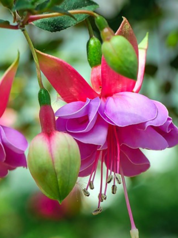https://pixabay.com/ru/photos/%D1%84%D1%83%D0%BA%D1%81%D0%B8%D1%8F-wind-chime-%D1%86%D0%B2%D0%B5%D1%82%D0%BE%D0%BA-%D1%84%D1%83%D0%BA%D1%81%D0%B8%D1%8F-3402354/