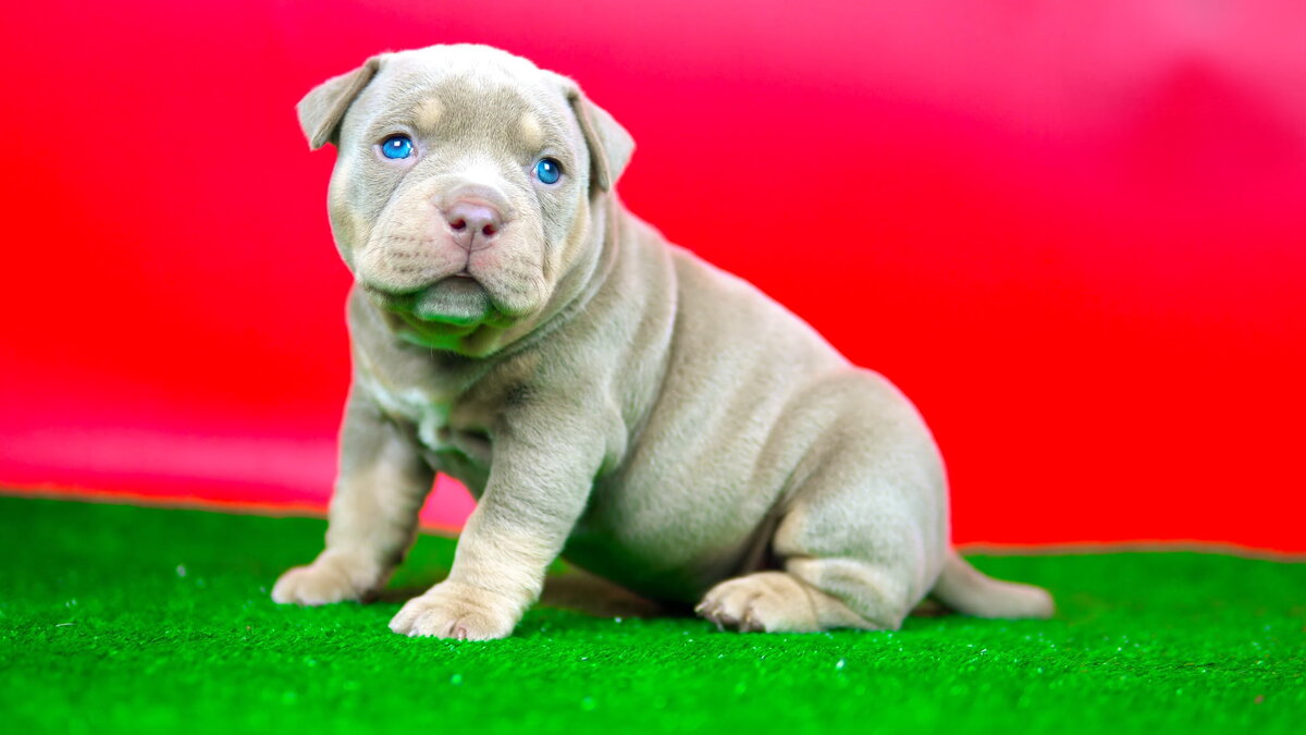 Американский Булли щенок