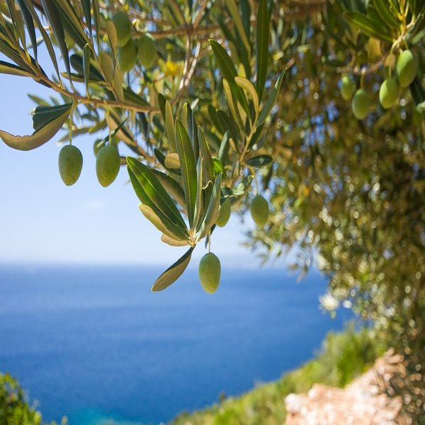 https://pixabay.com/photos/tree-olive-the-olives-1754051/ загружается...
