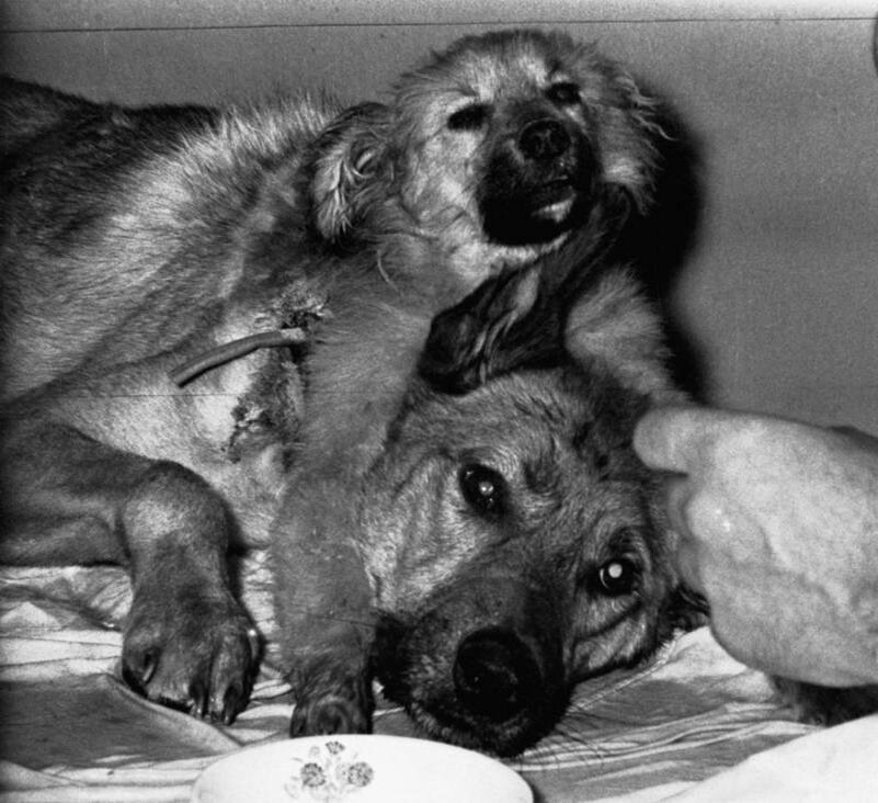 Keystone-France / Gamma-Keystone через Getty Images Владимир Демихов со своей двуглавой собакой.