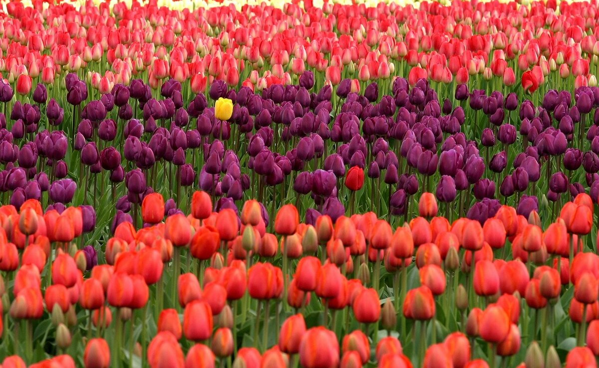 Иллюстрации www.pixabay.com