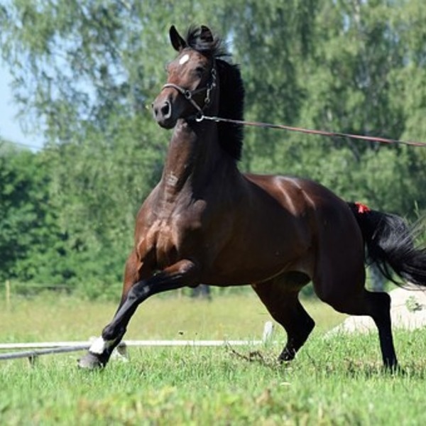 Лошадь чистокровной породы, темно-гнедой масти 