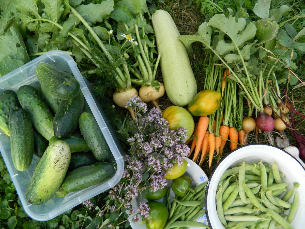 Это из раннего урожая. Ах, хорошо было летом!