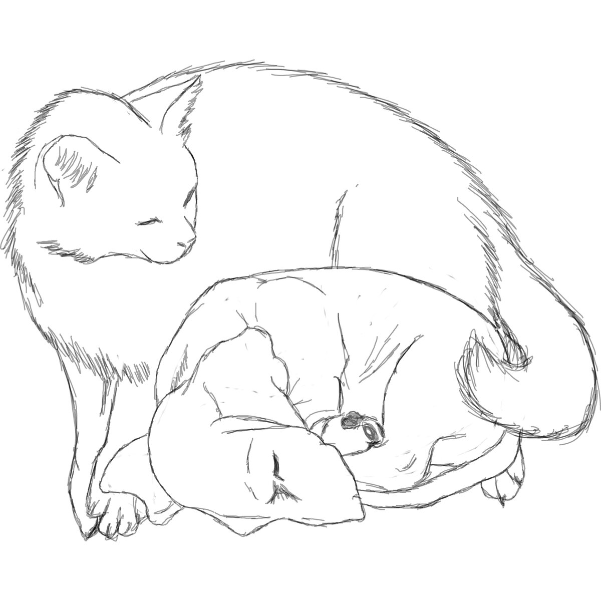 Бонина стая.