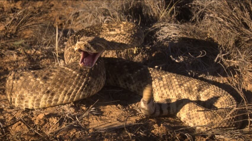 После того, как таинственная женщина спасает ребёнка от смертельного укуса змеи, мать-одиночка должна вернуть долг, убив незнакомца до захода солнца...