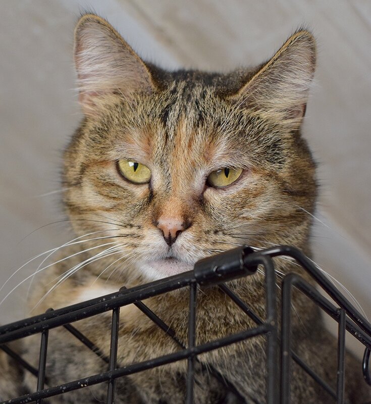 Пронзительный взгляд