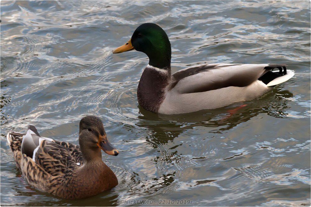 1. Кряквы на Мещерском пруду - © NickFW.ru - 22.10.2019г.