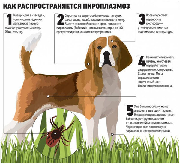 схема распространения пироплазмоза