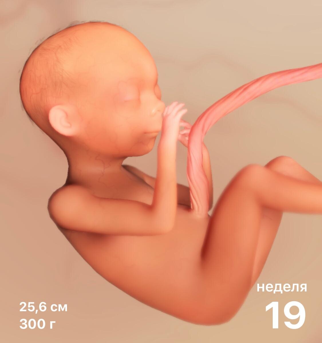 беременность 18 недель оргазм фото 115