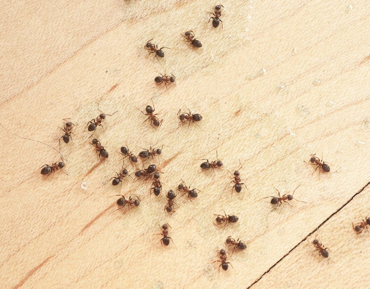 Домашние насекомые разводит человек