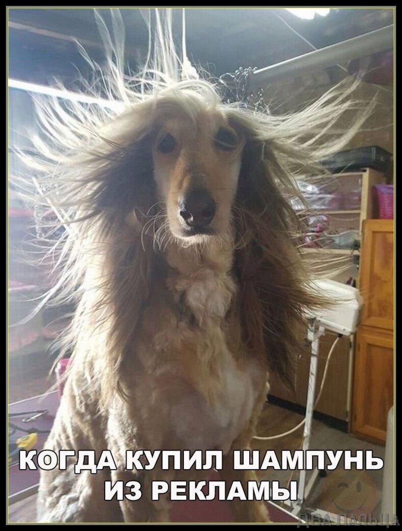 Смешные фото с надписью