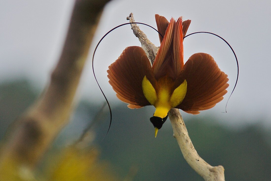 Hermosas aves del paraiso