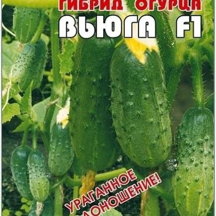 Вьюга F1. Стебель гибрида растет неограниченно, боковые побеги развиты слабо. Пучки содержат 3-5 завязей. Плоды некрупные – 6-8 сантиметров, при перерастании начинают расти вширь, огурчики становятся похожими на бочонки. Зеленцы лучше срывать при размере 5-6 сантиметров, чтобы внутри не появились пустоты. Используют в свежем виде и для заготовок любым способом.Ссылка на изображение: https://moefermerstvo.ru/wp-content/uploads/2019/02/1-b-25786-ogurets__vyuga_f1_607_sertif_0706-13_080918_31122020_rossiya.jpg