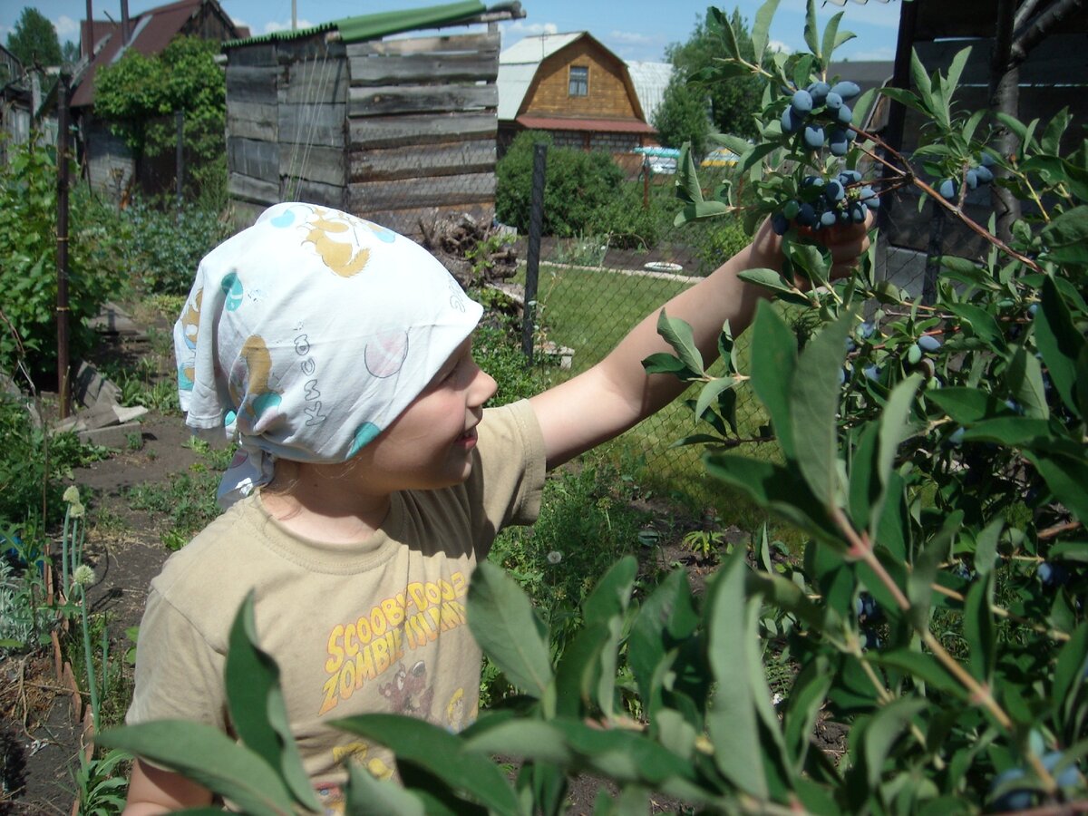 Ну какое удовольствие собирать ягоду прямо с куста!