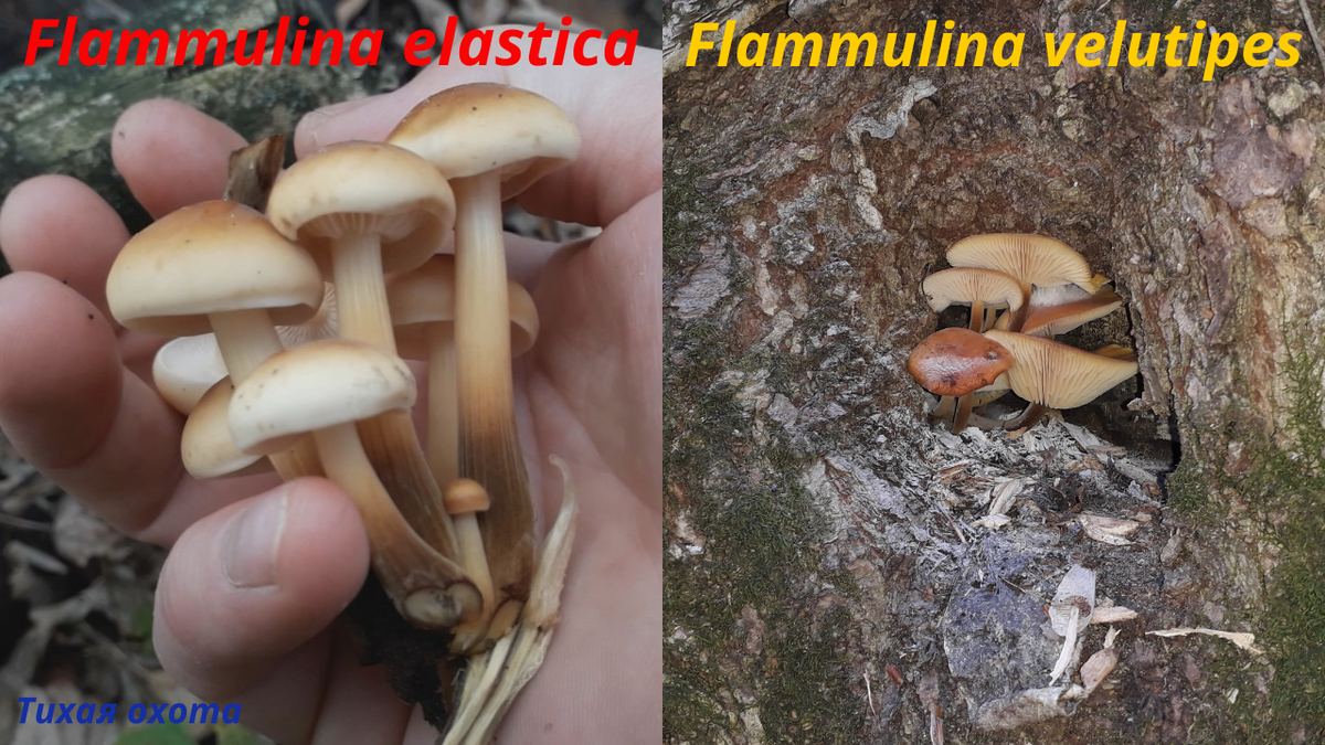 При сборе зимних опят многие грибники даже и не догадываются что существует две разновидности этого гриба - это:  Flammulina elastica  и  Flammulina velutipes.