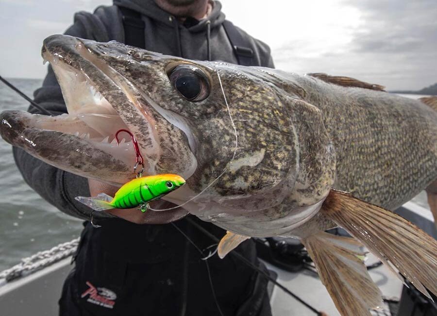 Коллекция джиг балансиров Tilly, оснащенных встроенной погремушкой и V-образным пластиковым хвостиком, доступна рыболовам в 24 цветовых решения.