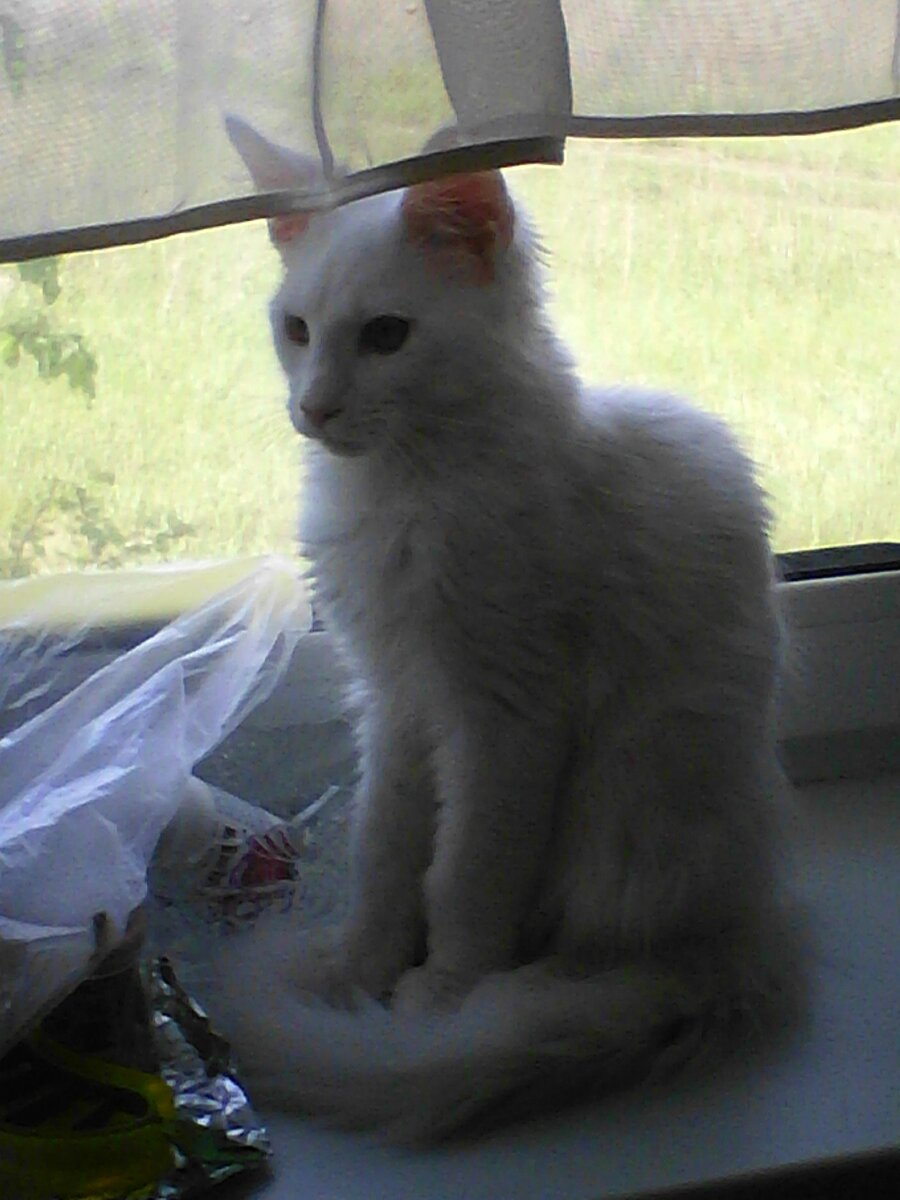 Котенок еще. 3,5 месяца.