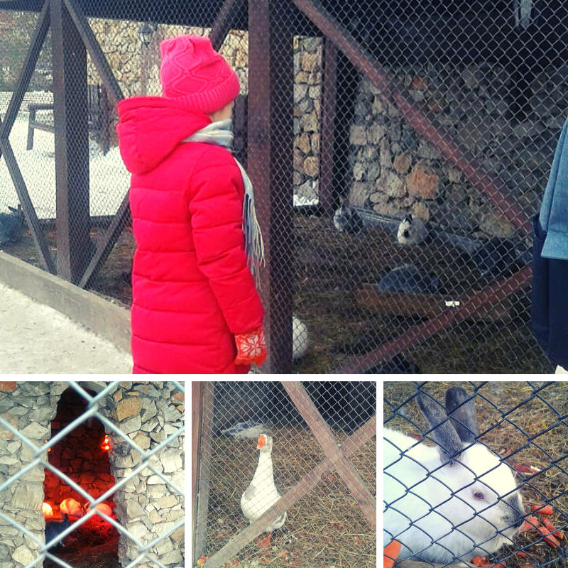 козу забыли сфотографировать, увлеклись кормлением